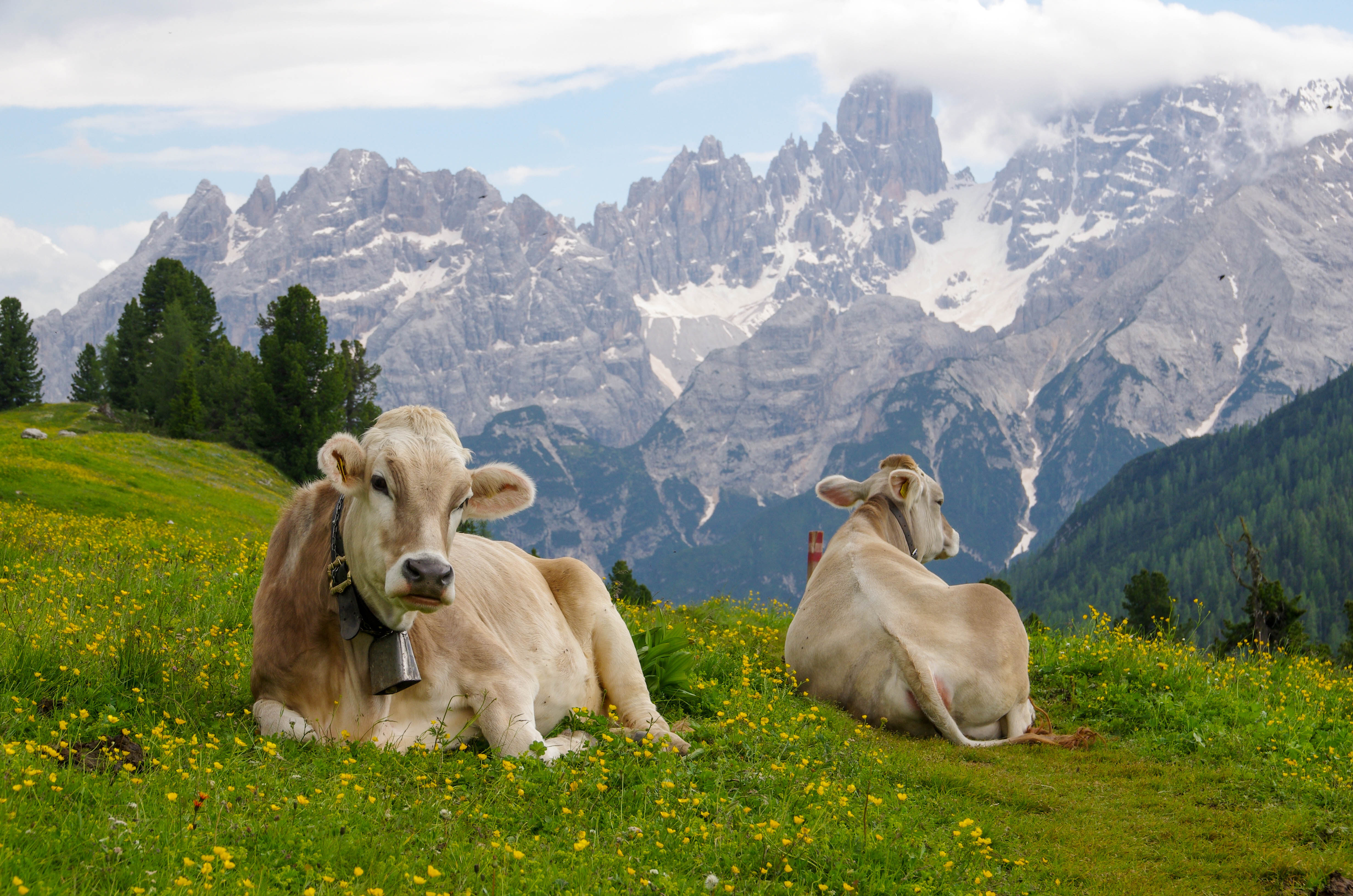 cows-meadows-alpine-mountains